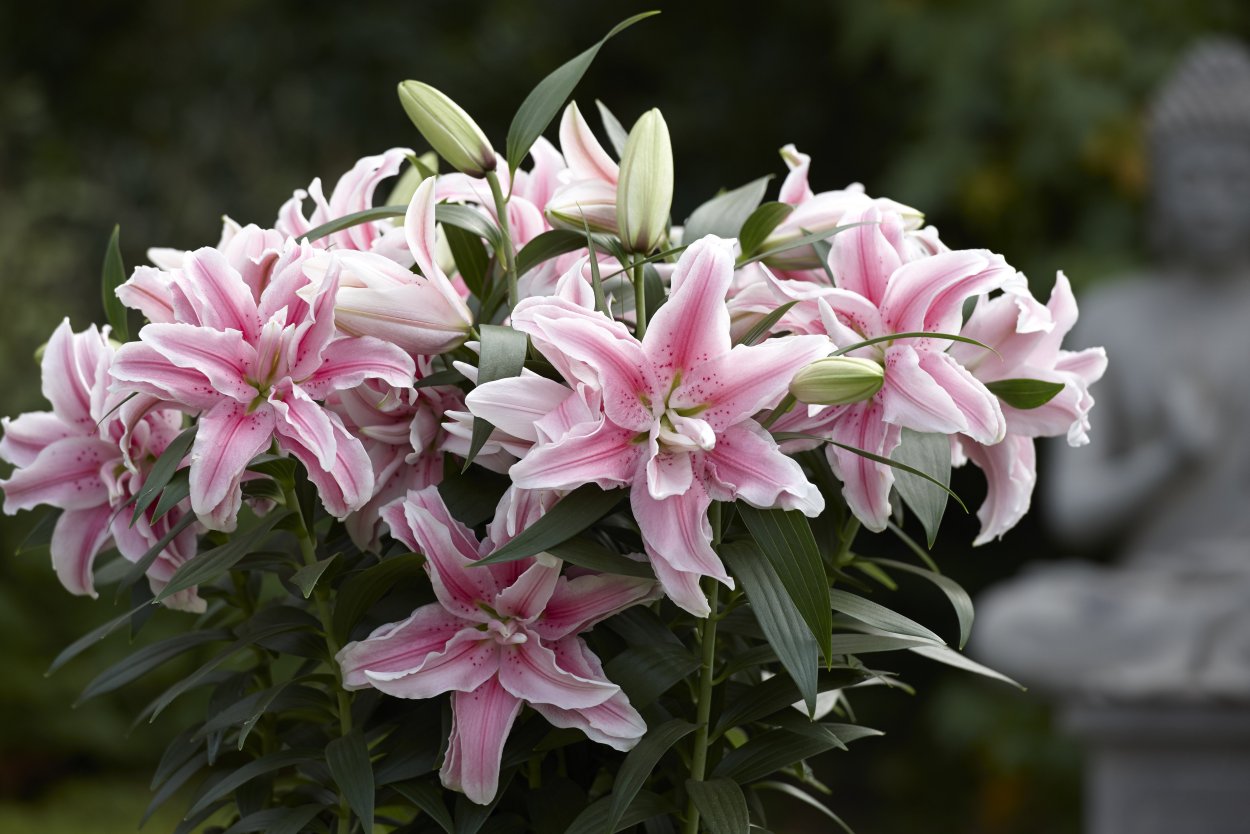 Лилия Roselily Изабелла Восточная махровая