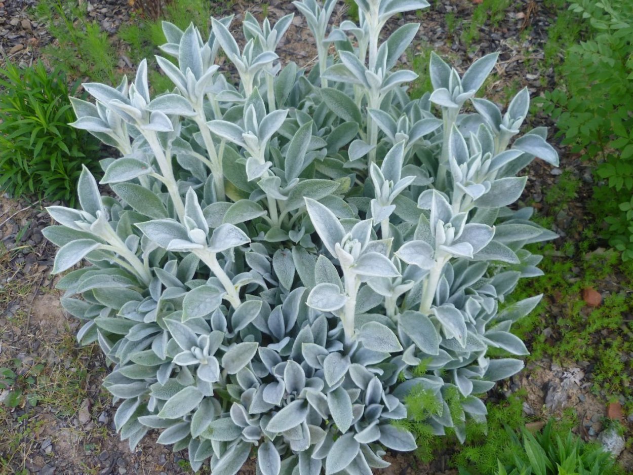 Стахис (чистец) шерстистый