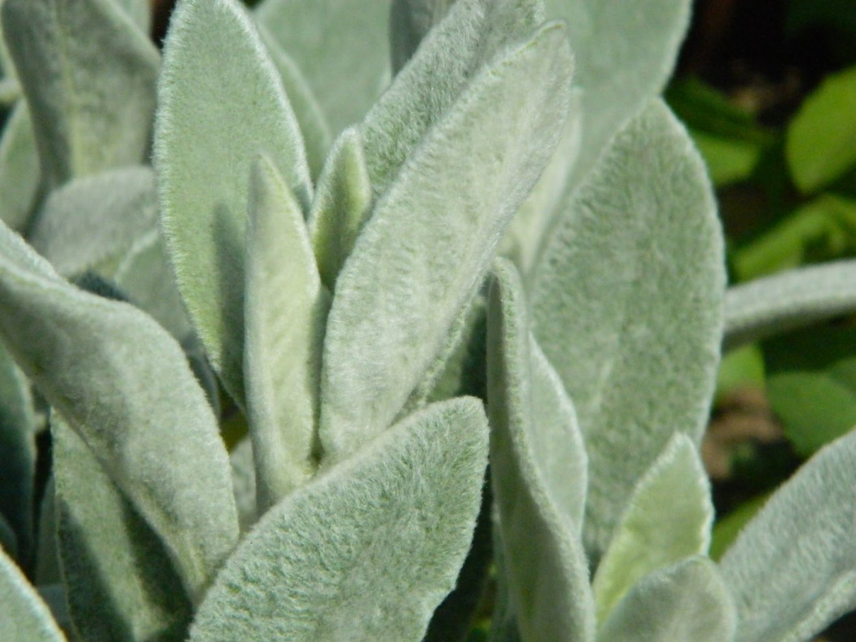 Очиток заячьи ушки