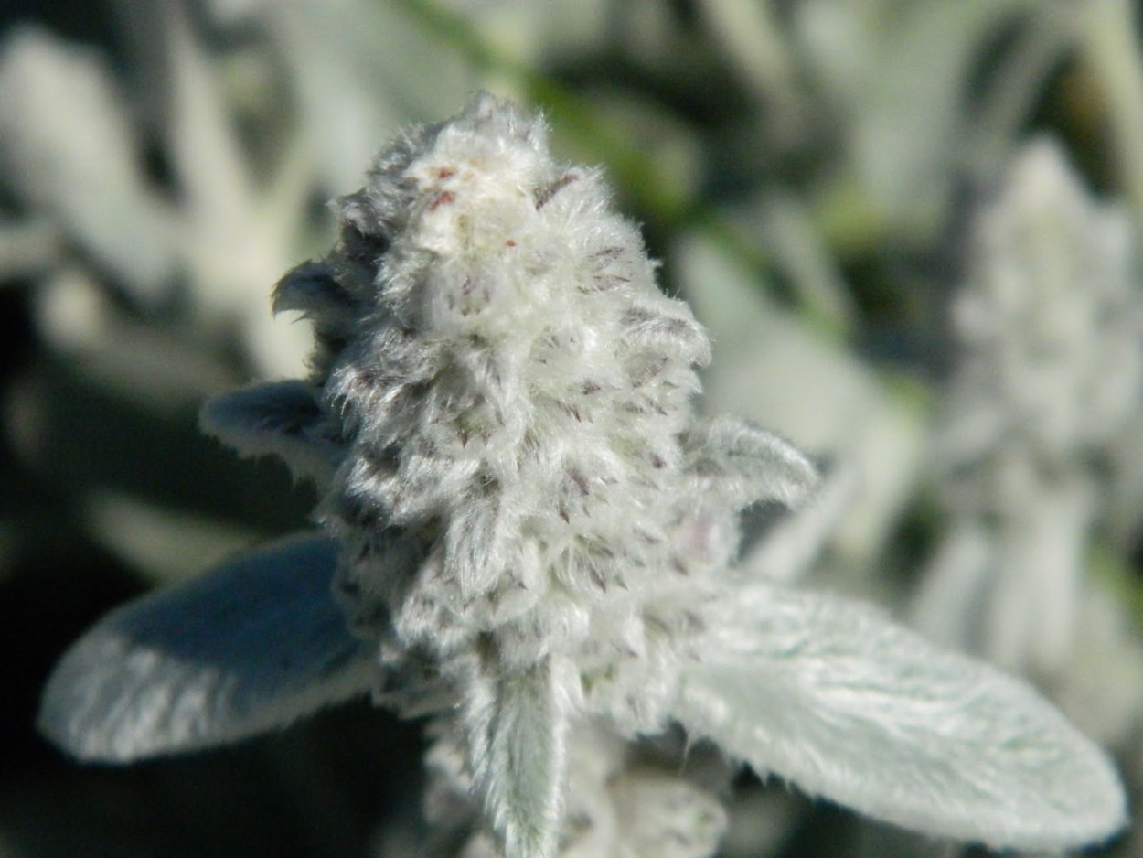 Стахис Сильвер Финч