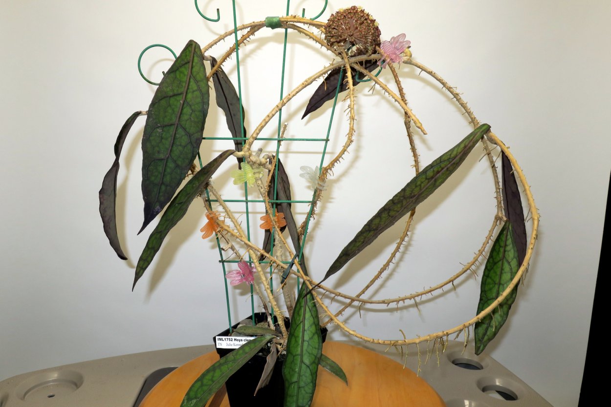 Hoya clemensiorum long Leaf