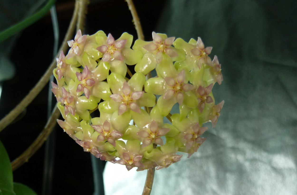 Хойя балаенсис balaensis