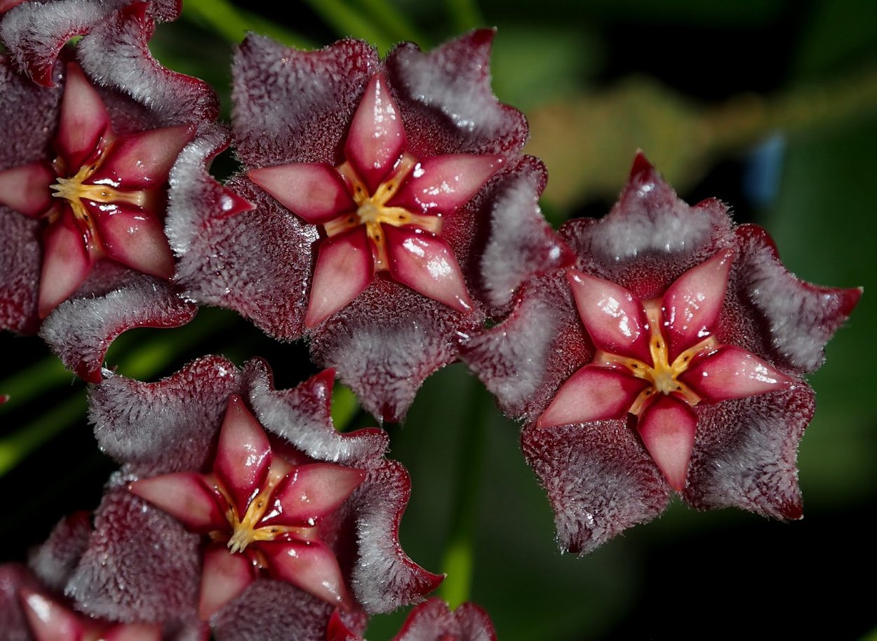 Хойя pubicalyx Black Dragon