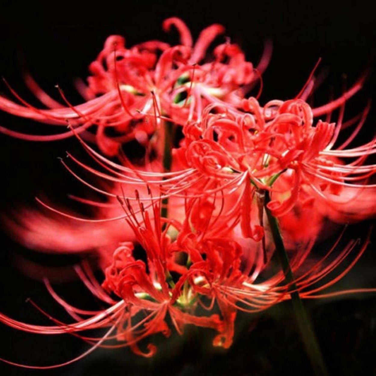 Ликорис луковицы