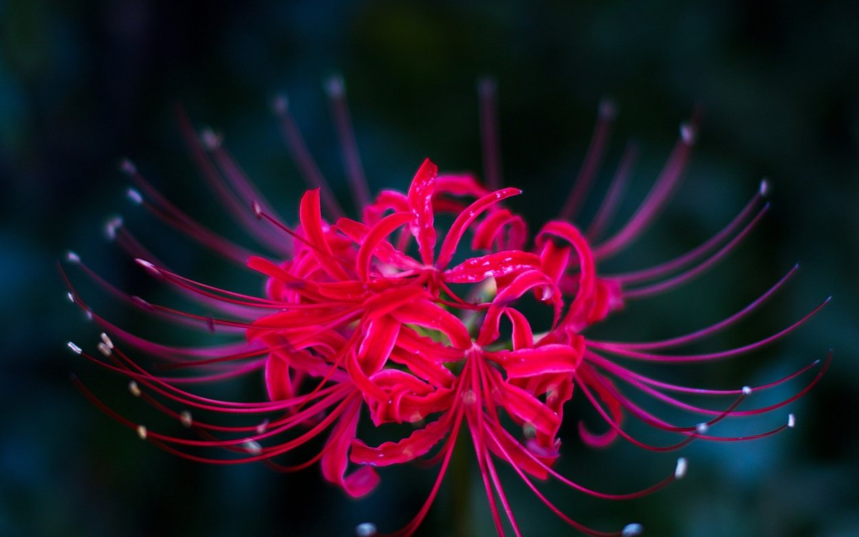 Ликорис красная Паучья Лилия