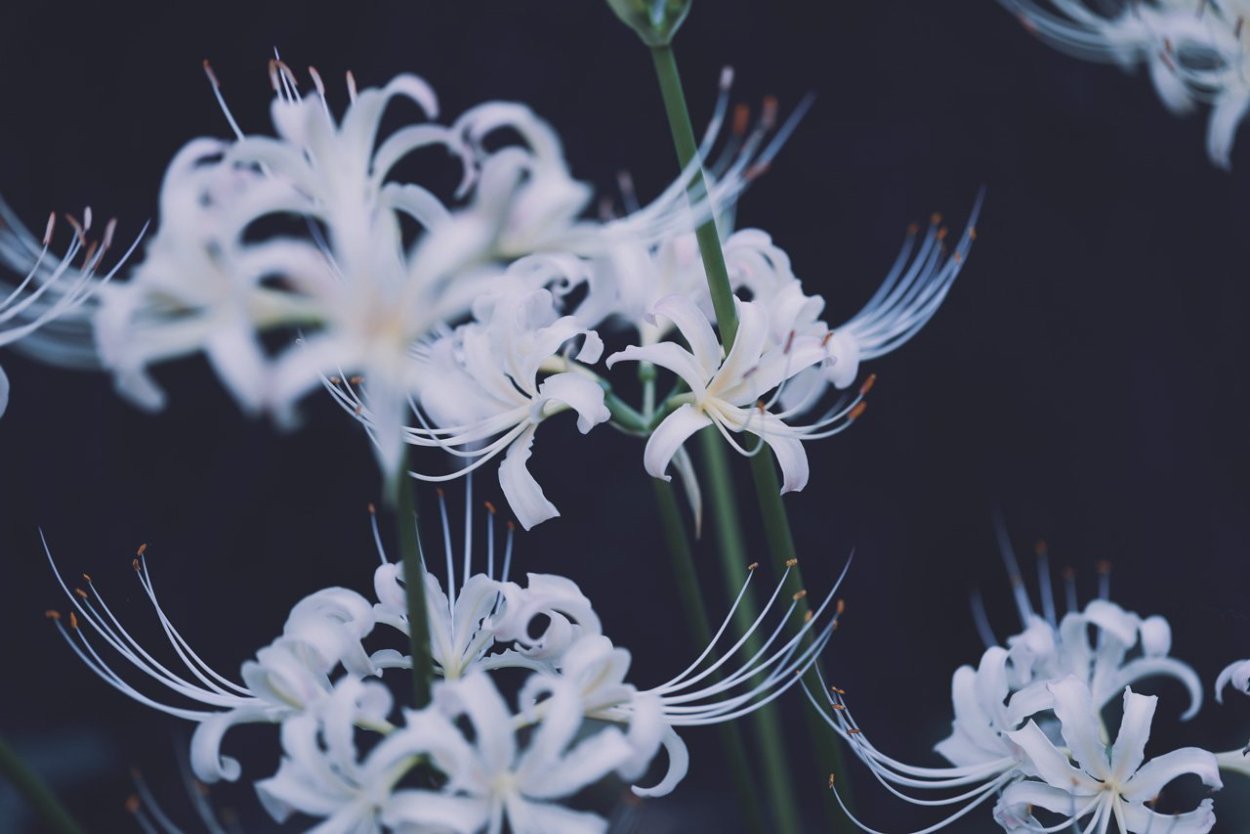 Ликорис Паучья Лилия