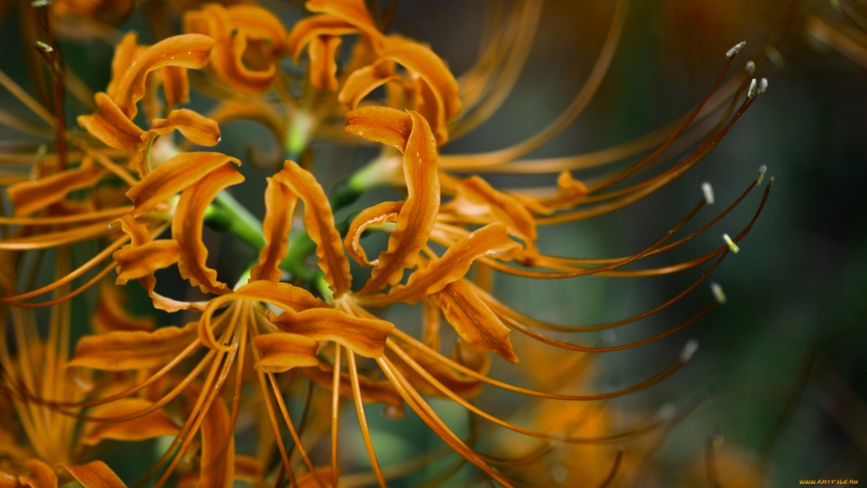 Ликорис золотистый