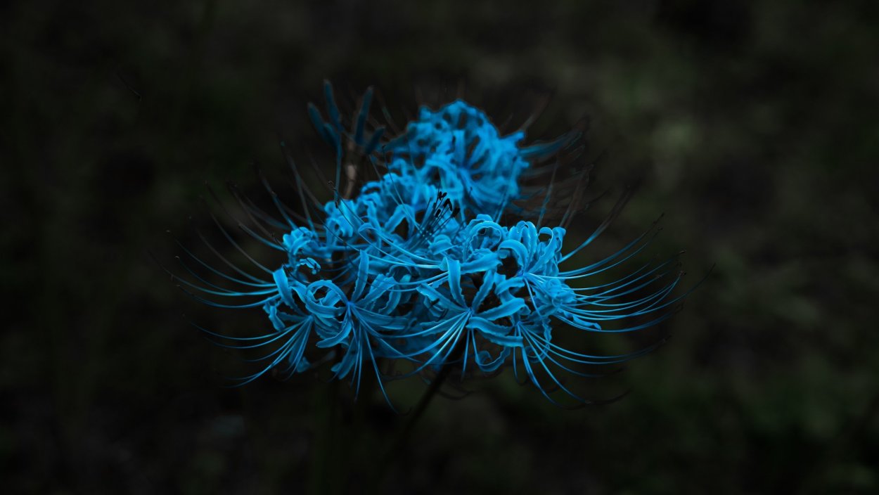 Голубая Паучья Лилия