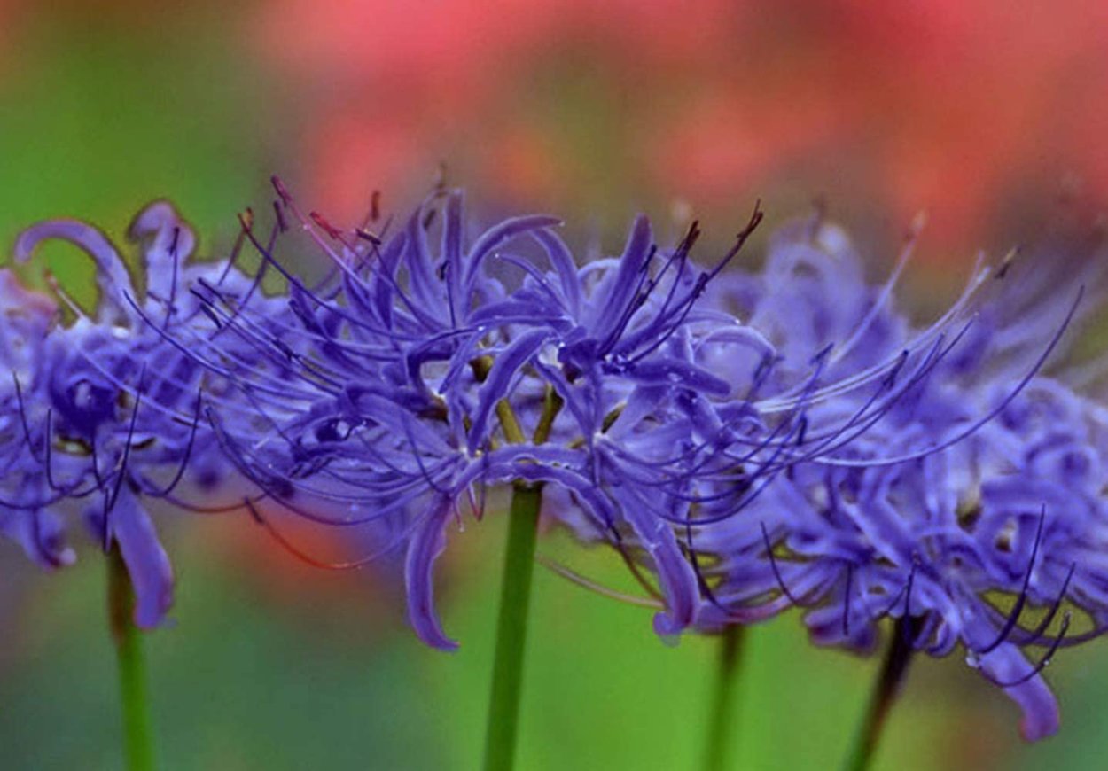 Ликорис Лучистый голубой