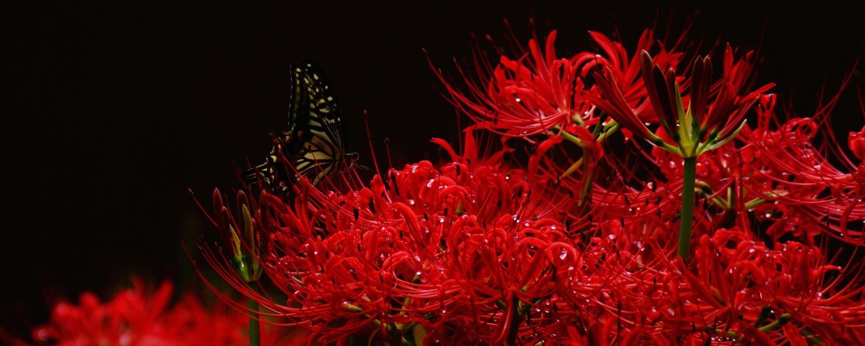 Ликорис Геншин