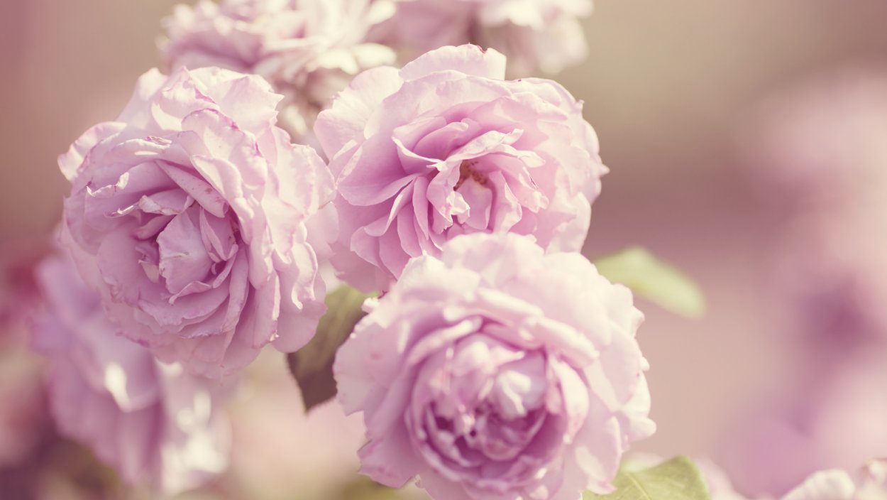 Нежный цветок