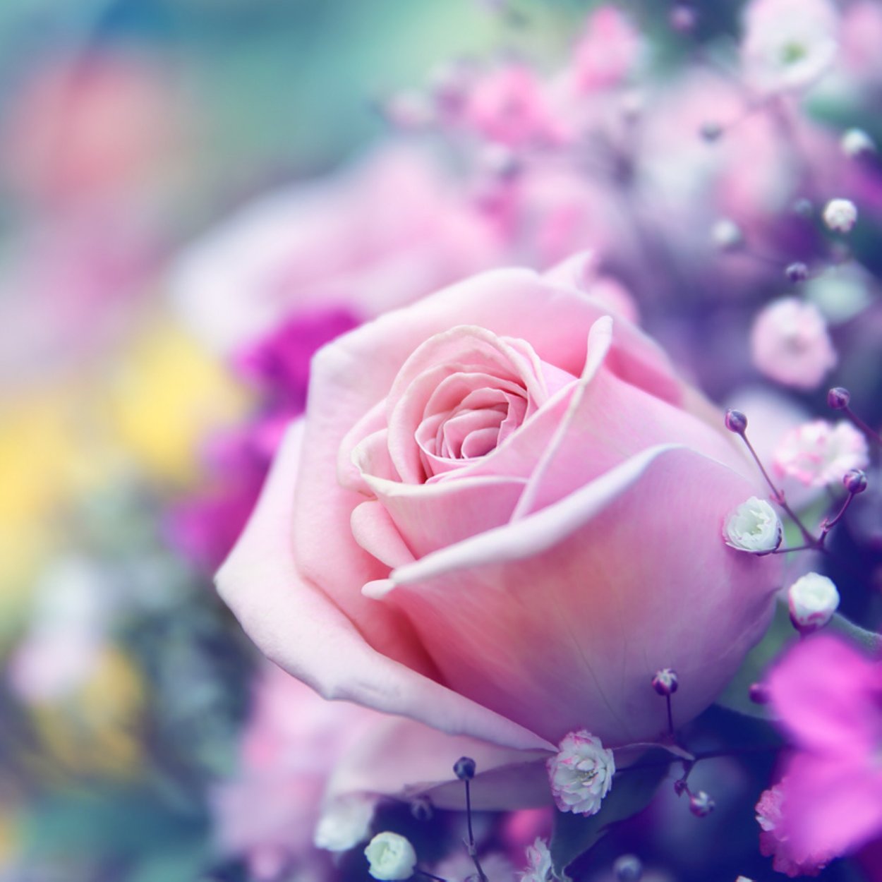 Цветок. Нежность