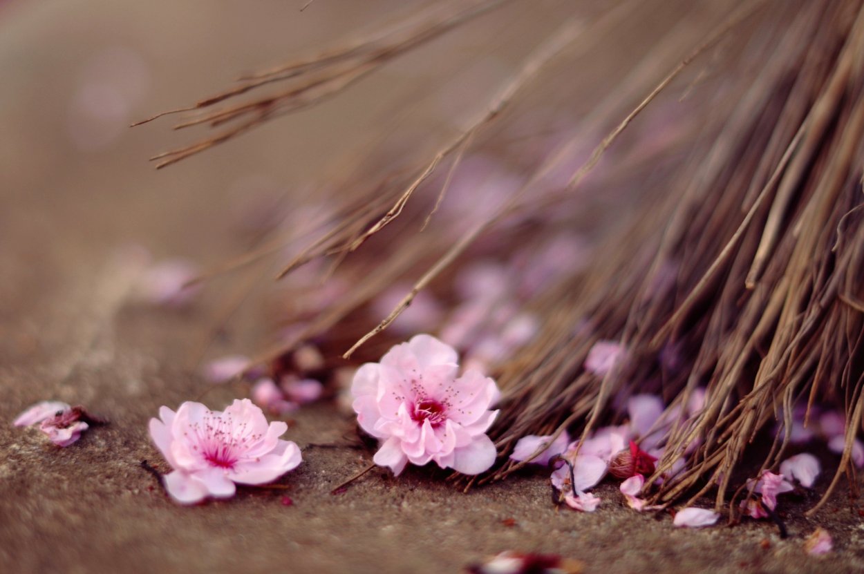 Нежный цветок