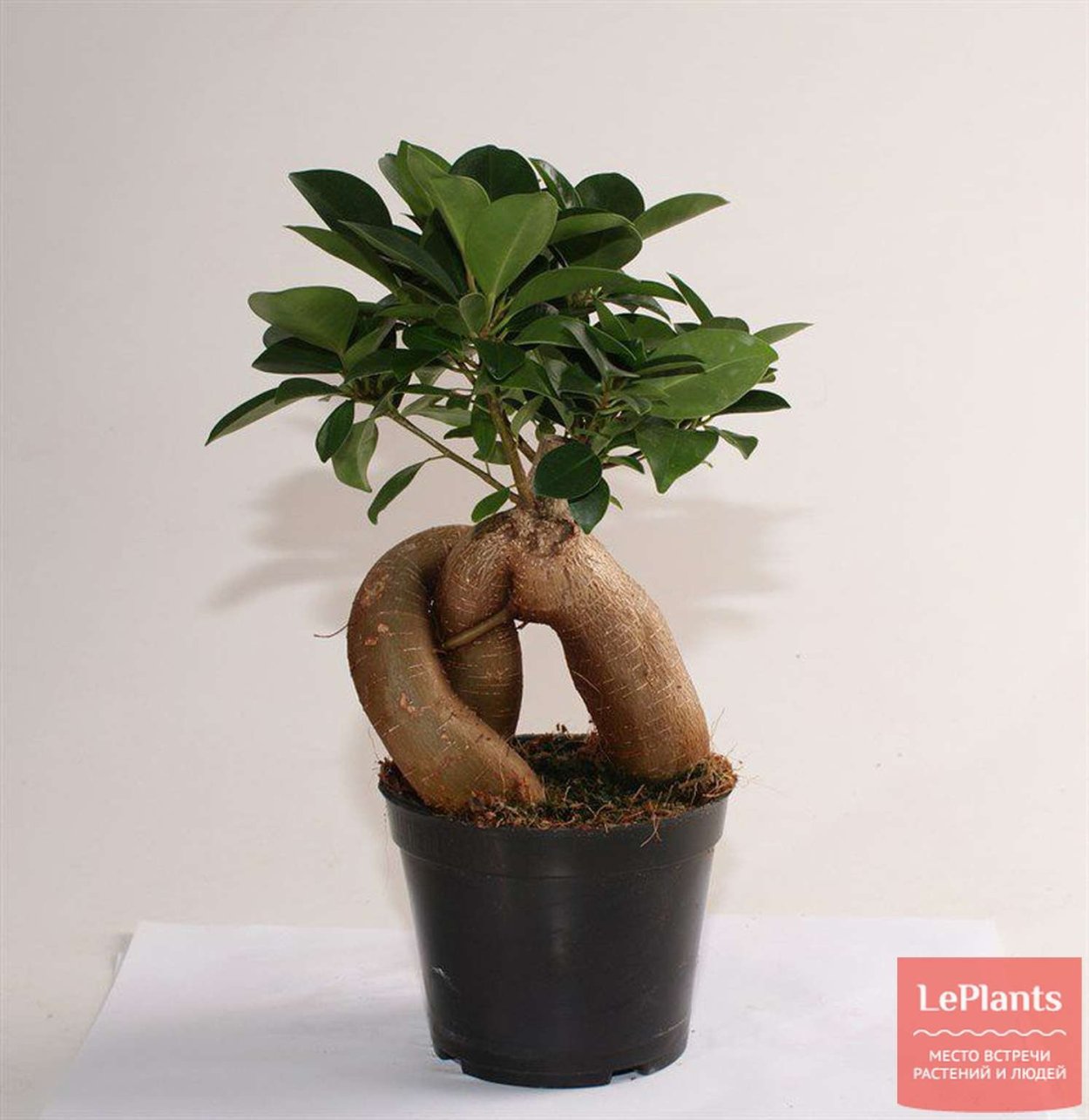 Фикус мелкоплодный микрокарпа