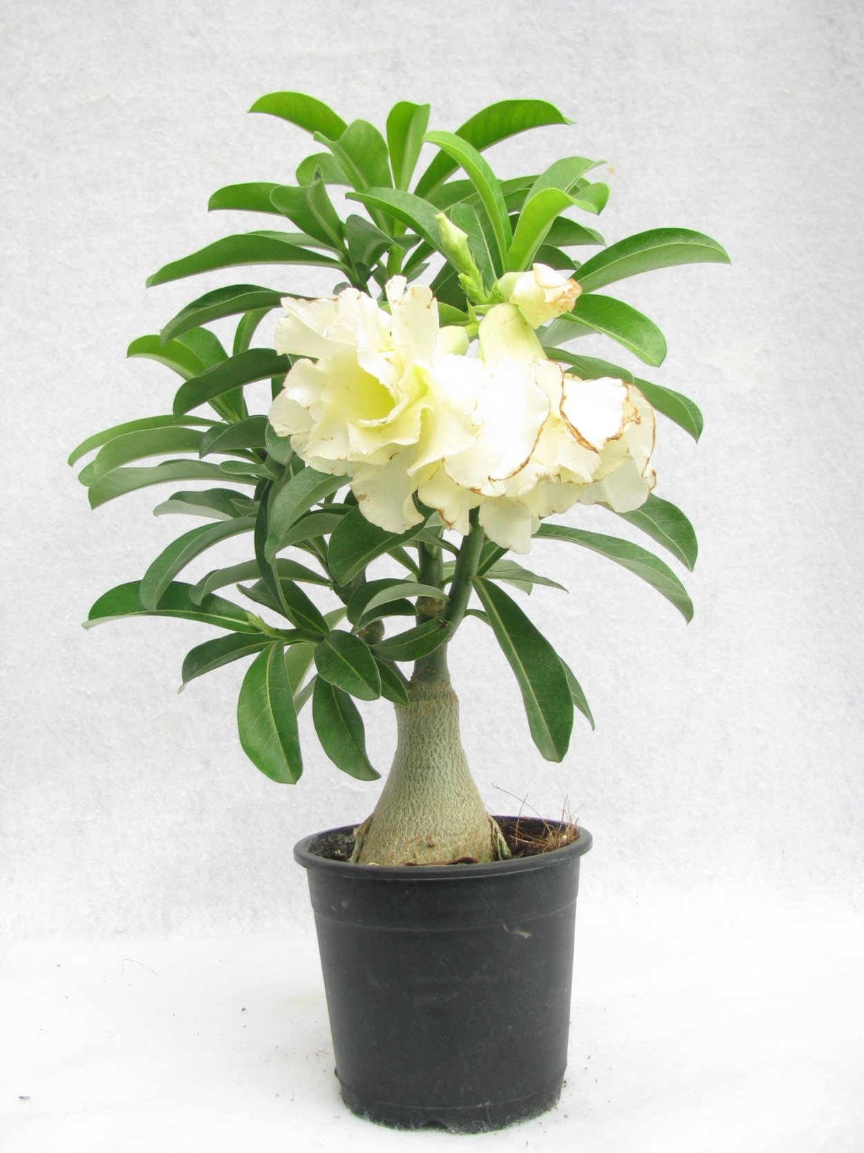 Адениум Double White