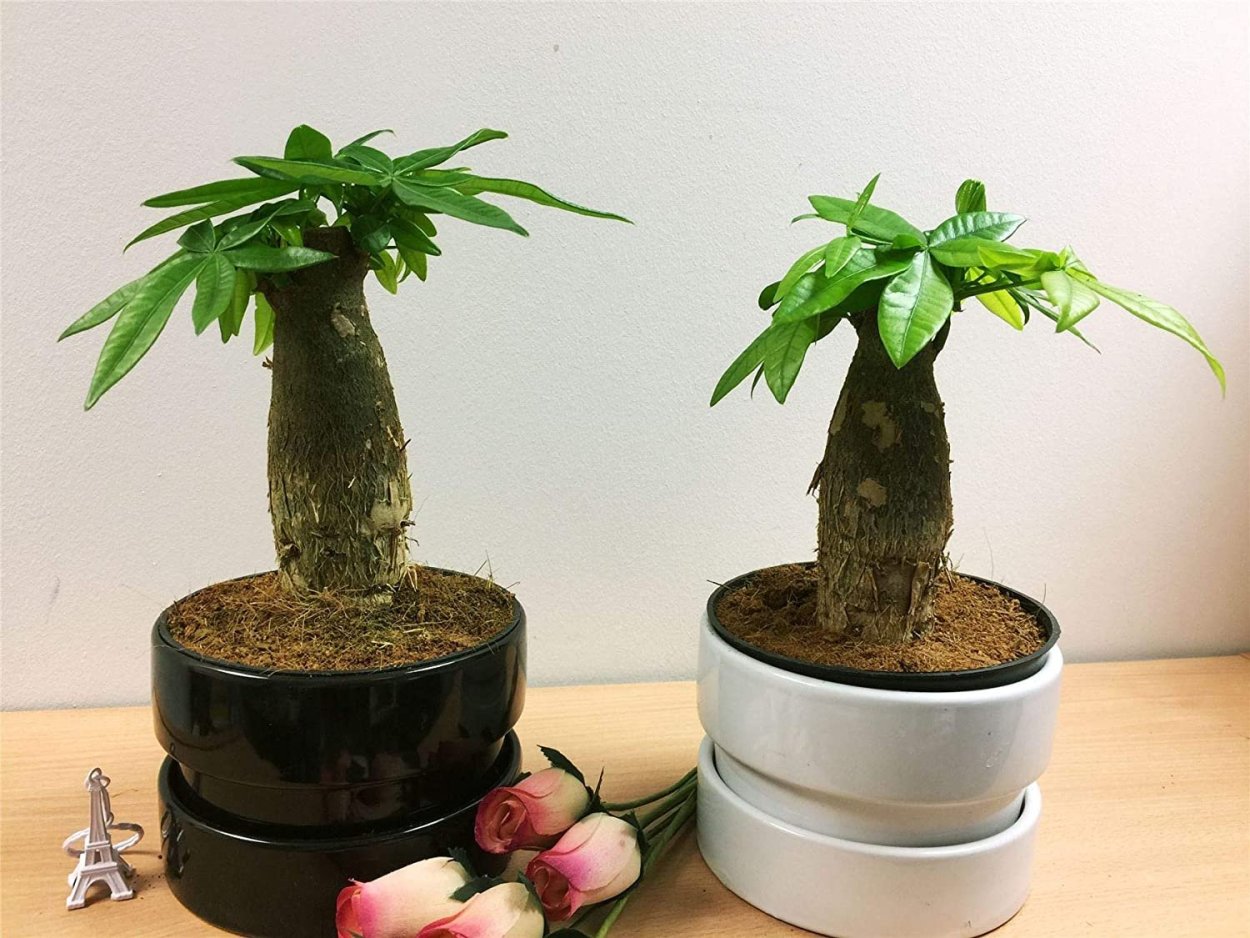 Бутылочное дерево комнатное пахира