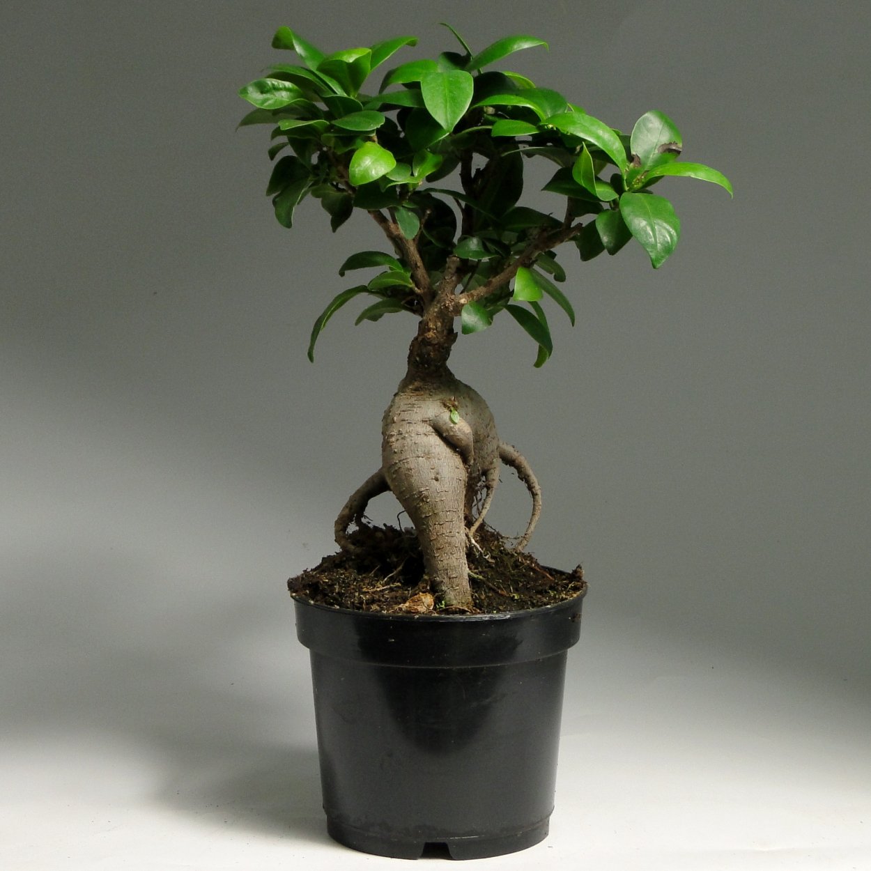 Фикус микрокарпа Гинсенг