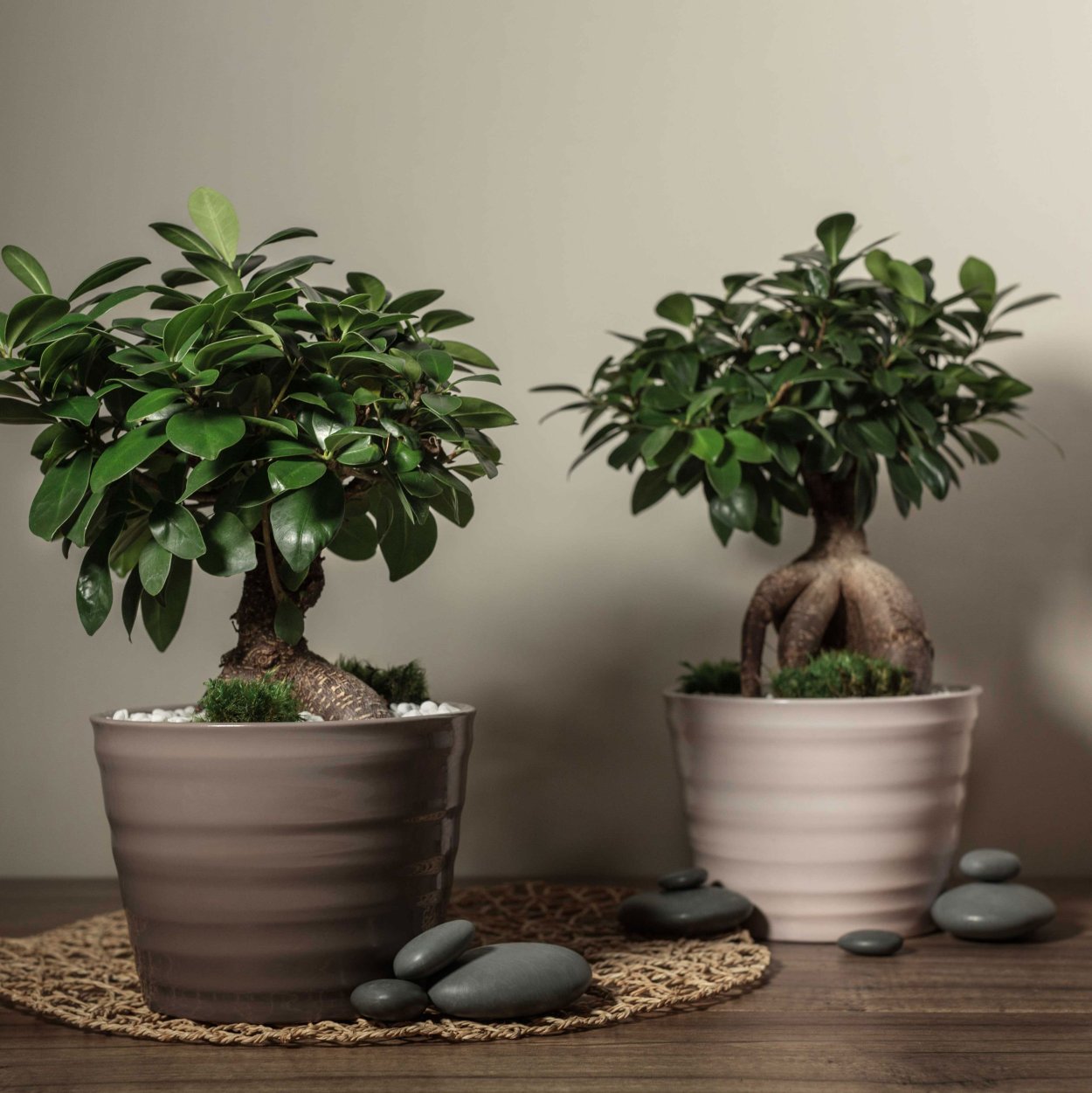 Фикус microcarpa