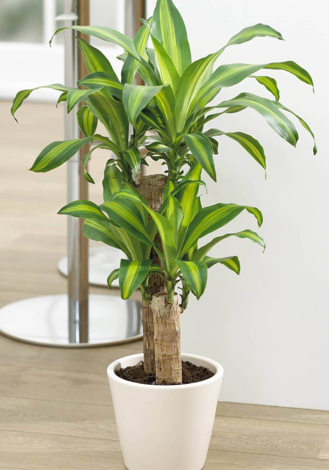 Драцена Плант