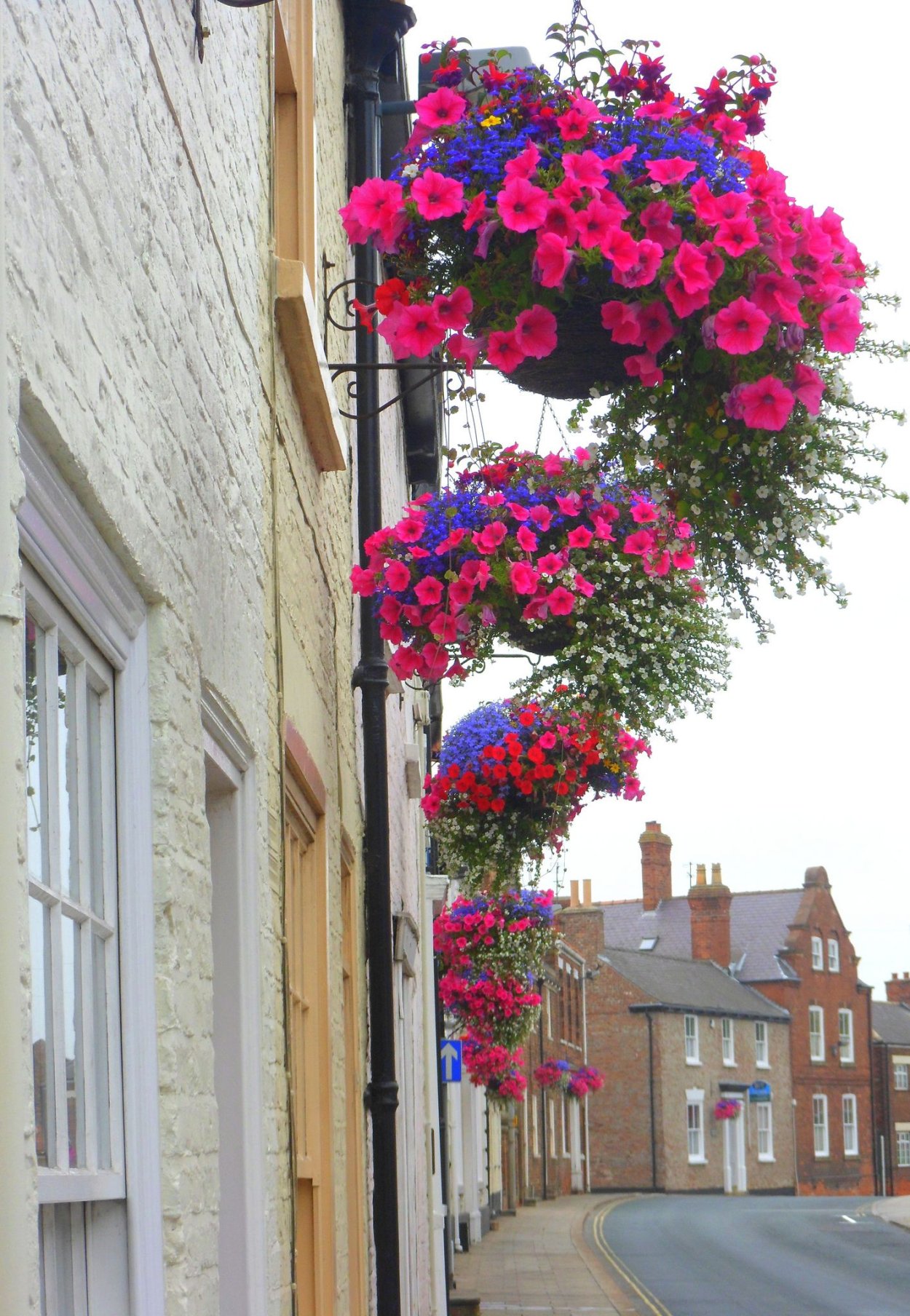 Висячие цветы уличные