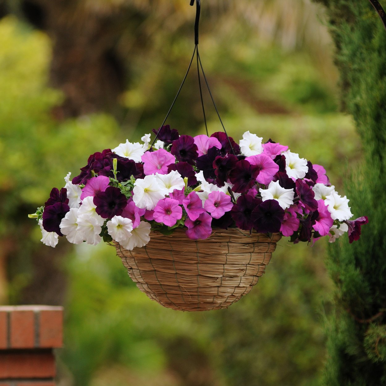 Петуния ИЗИ Вейв бургунди