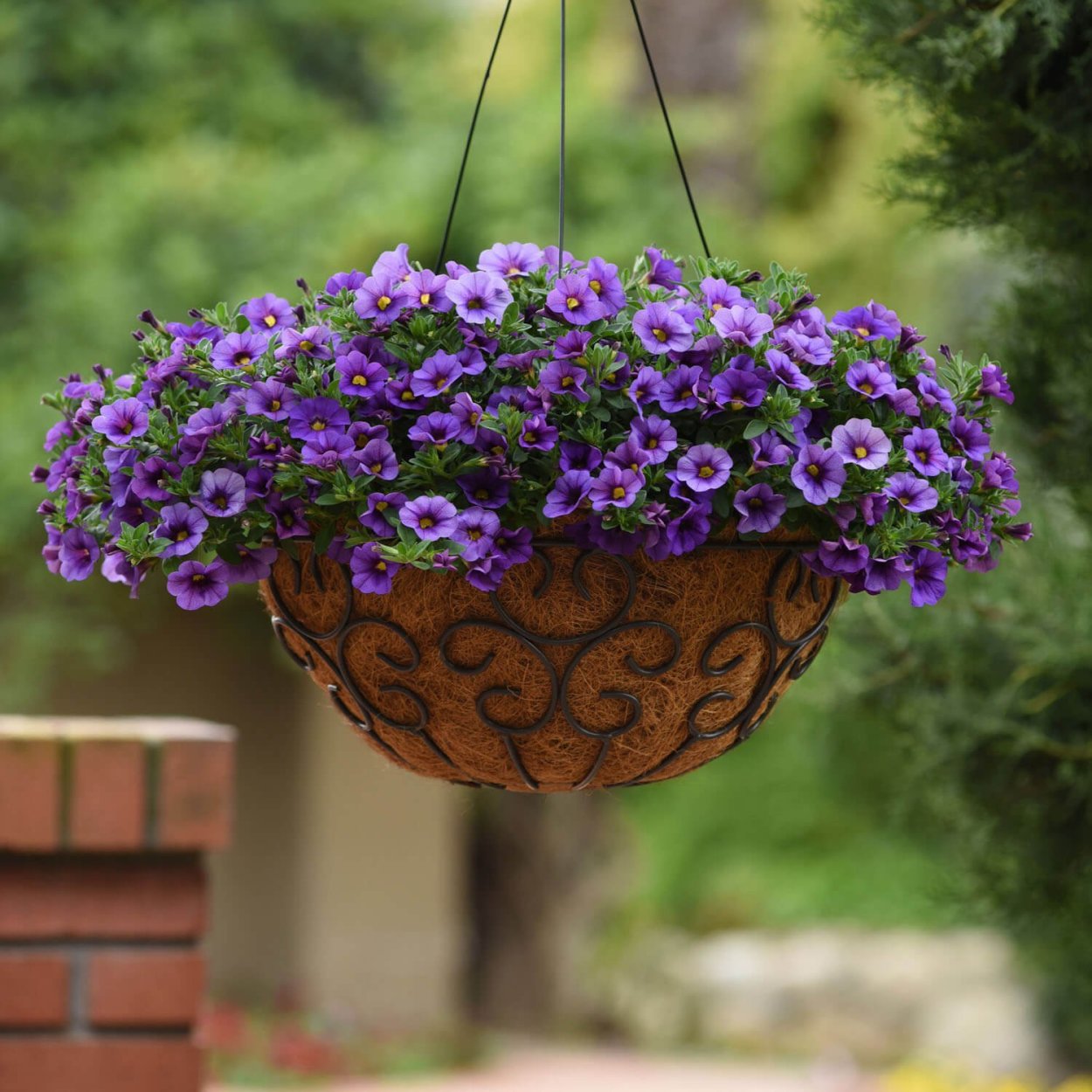 Калибрахоа Каблум