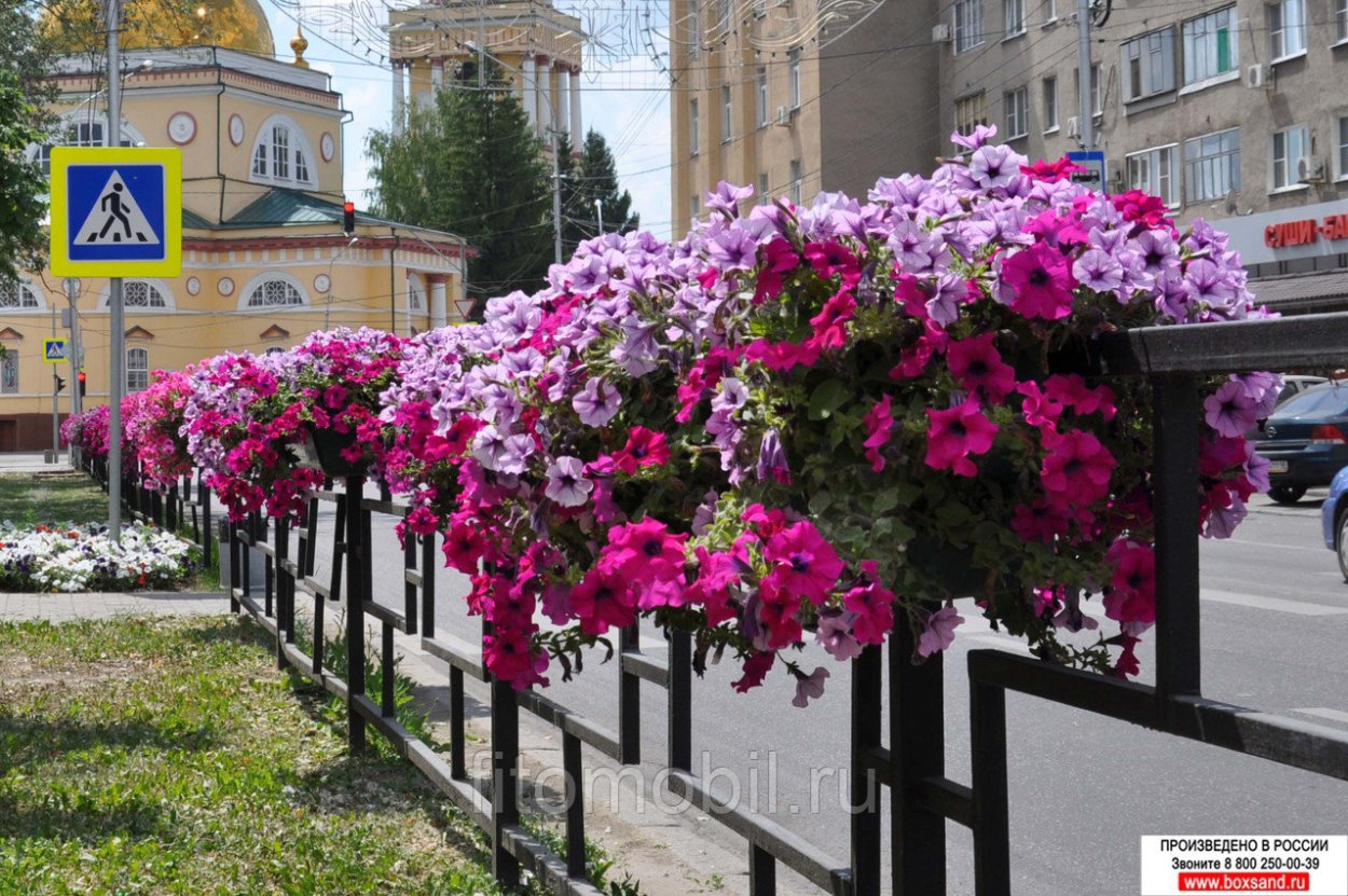 Петуния ампельная вертикальное Озеленение
