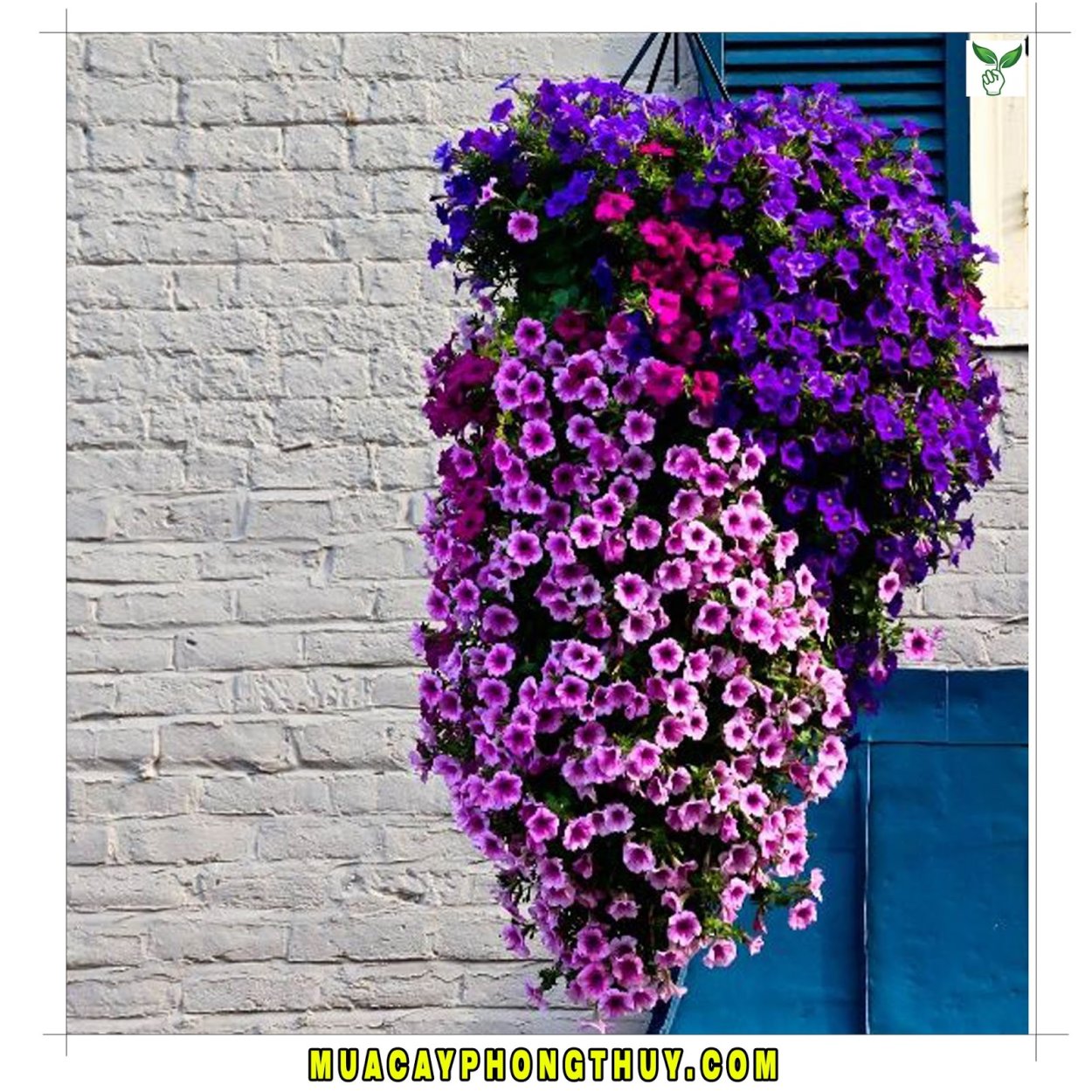 Обриета ампельная