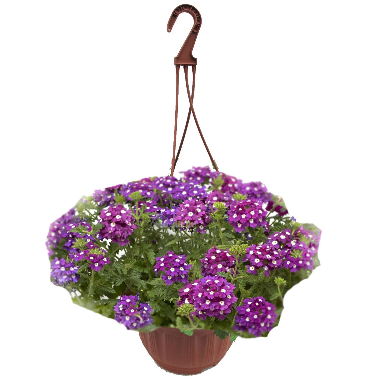 Вербена вегетативная ампельная