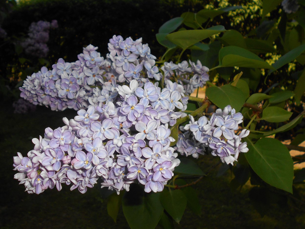 Сирень ами Шотт