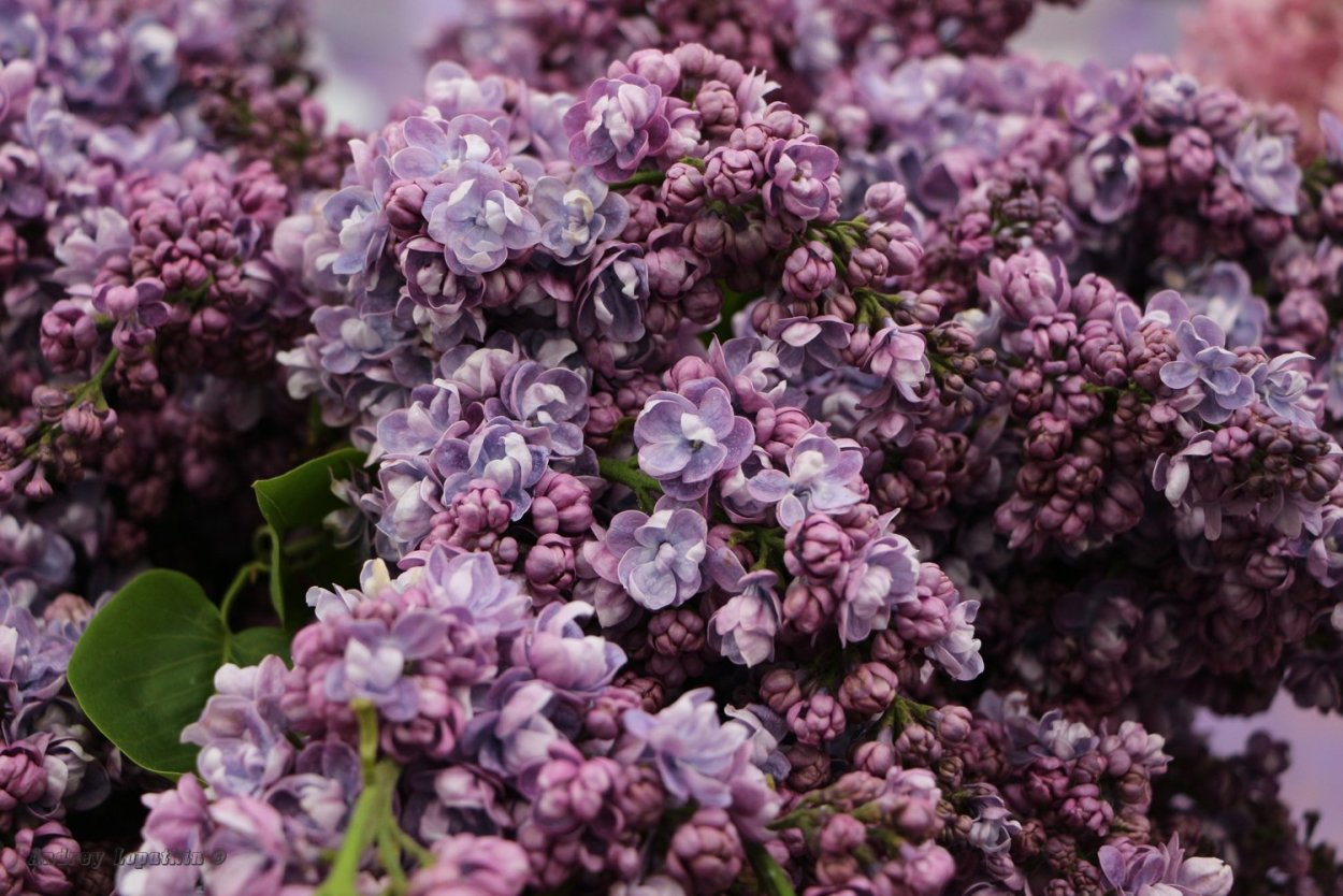 Сирень ами Шотт посадка