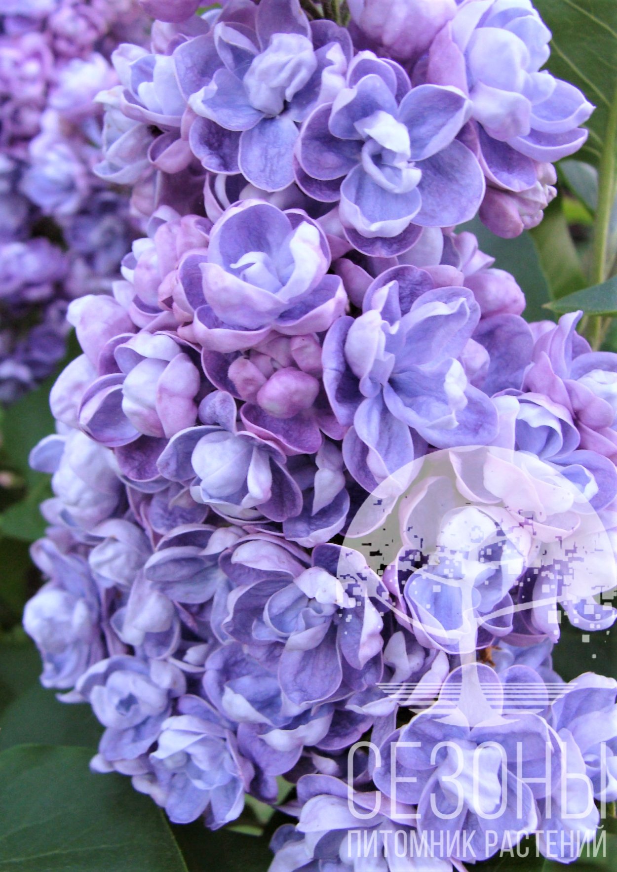 Сирень ами Шотт