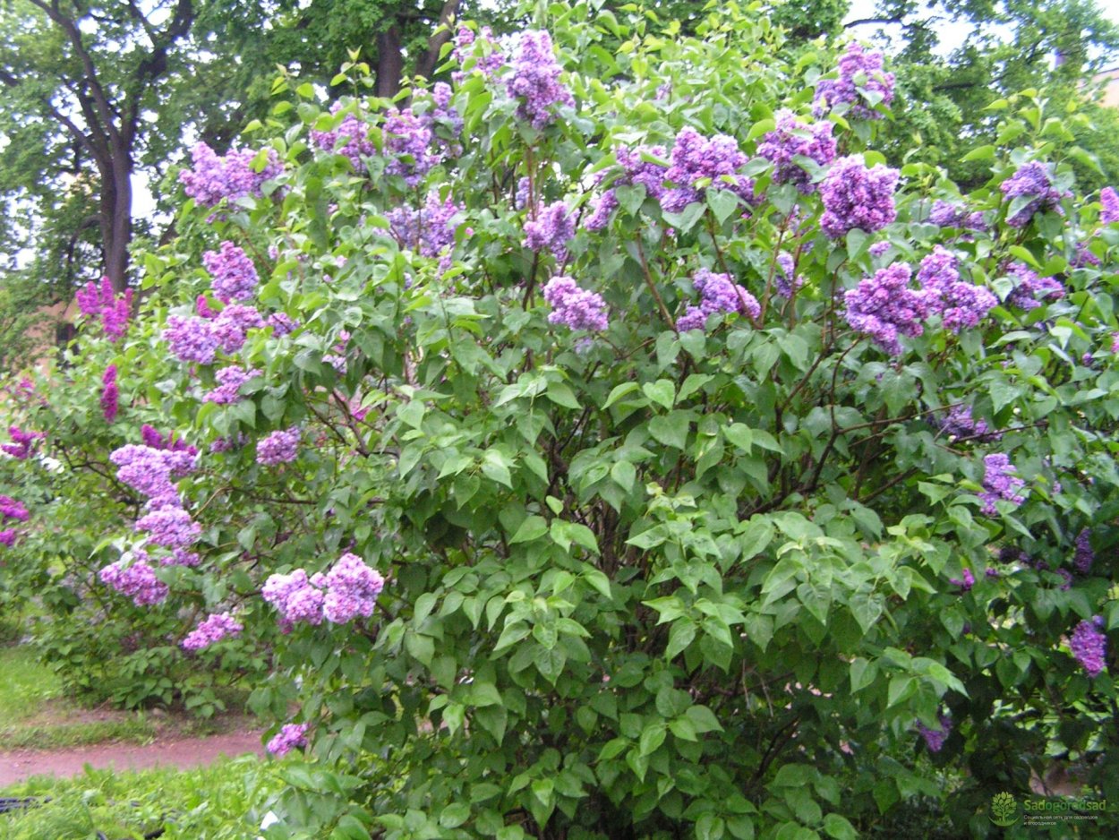 Сирень ами Шотт