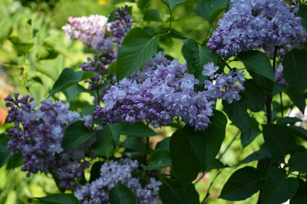 Сирень обыкновенная Дрезден Чайна