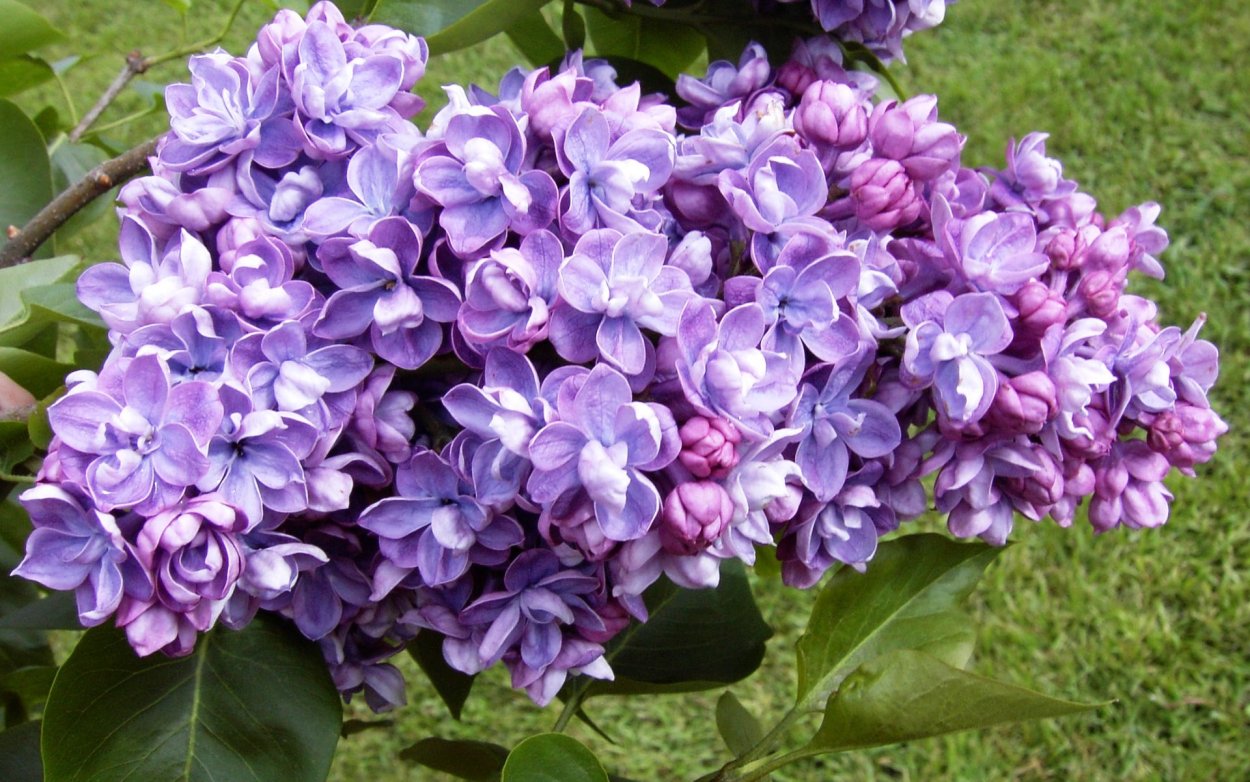 Сирень ами шот