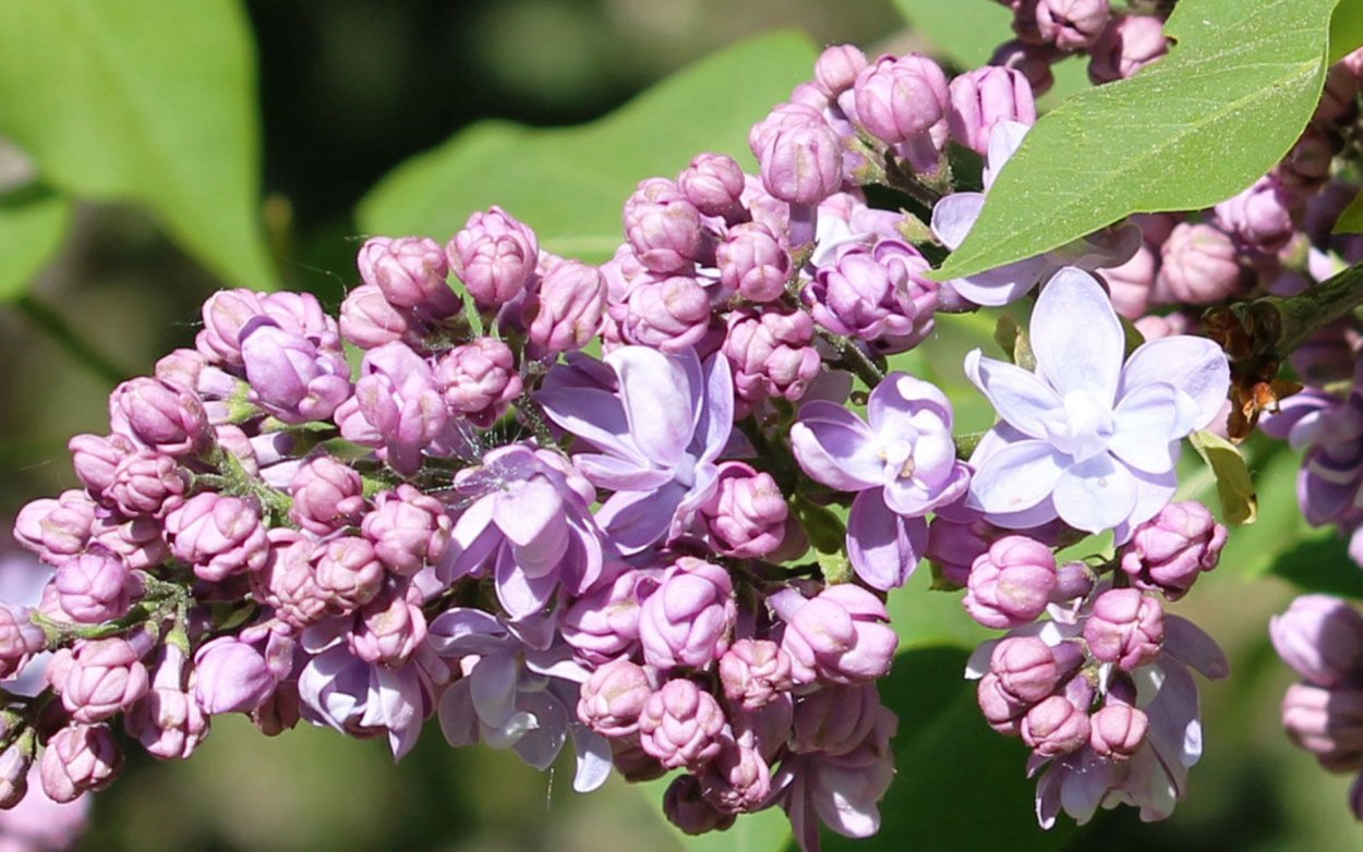 Сирень обыкновенная Монтень