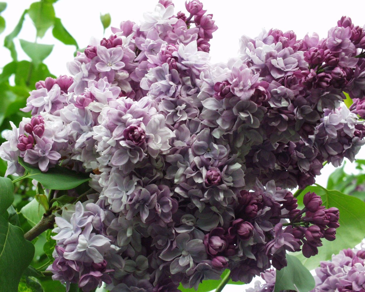 Syringa vulgaris Lebioduszka