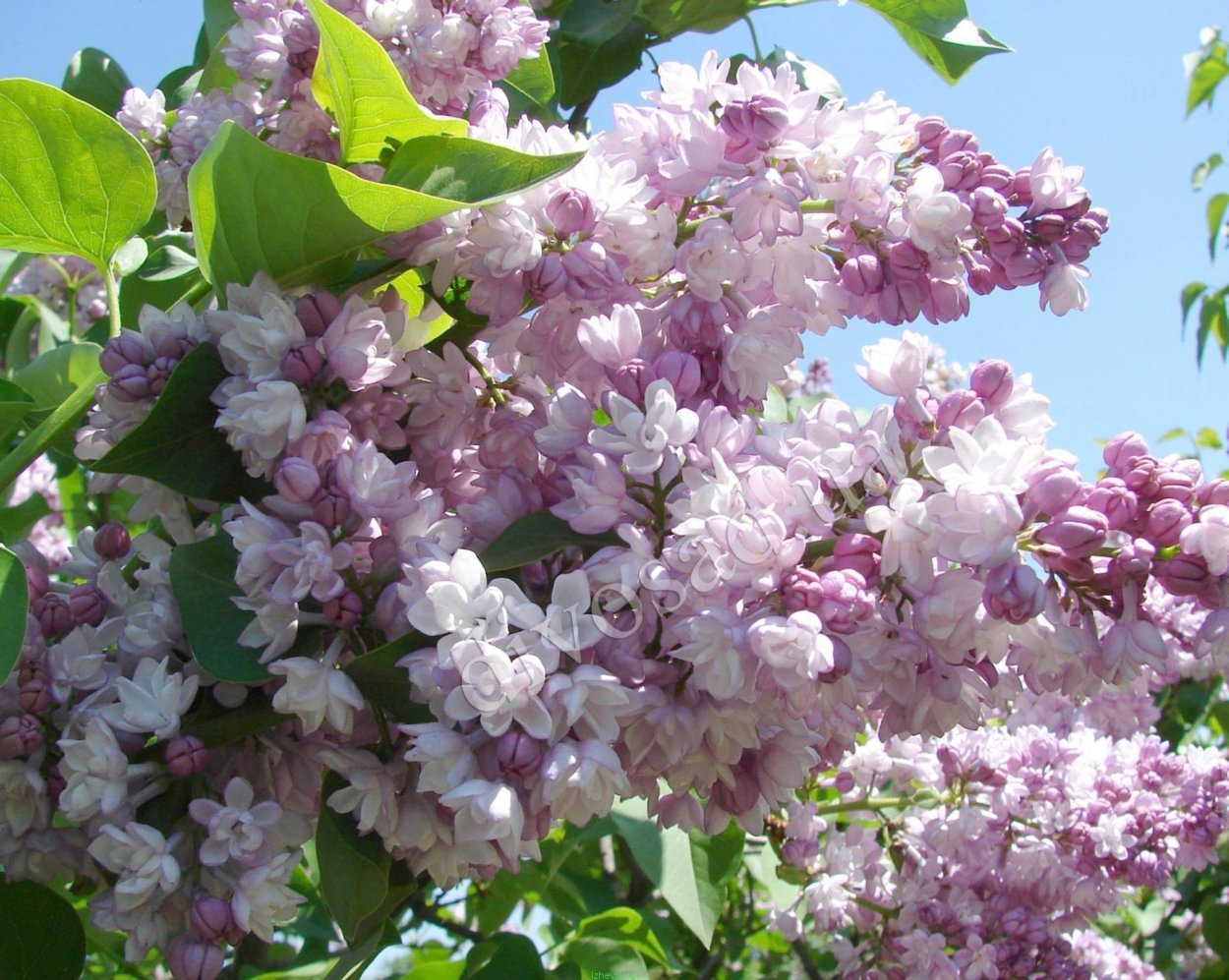 Сирень фантазия Вехова