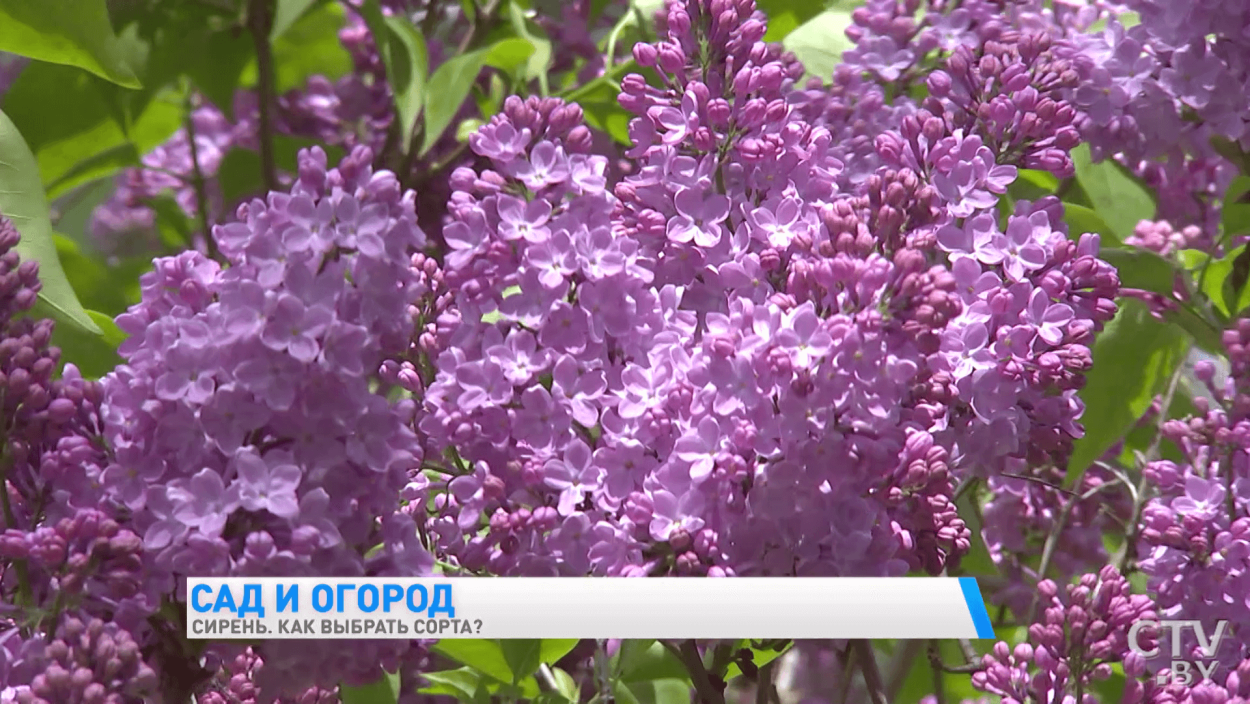 Сирень сорта Этна