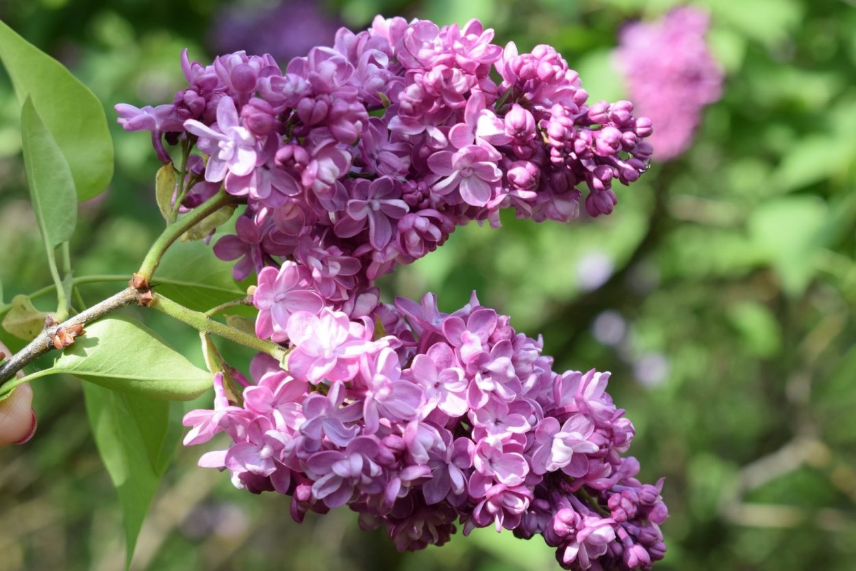 Сирень сорт Андрюша Громов