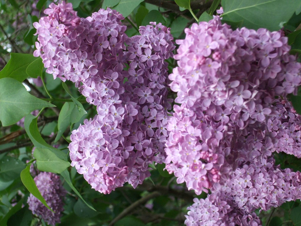 Сирень Звегинцева (Syringa sweginzowii)