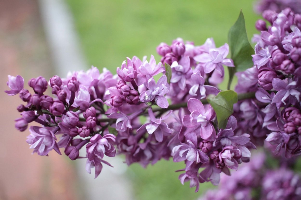 Сирень огни Донбасса купить