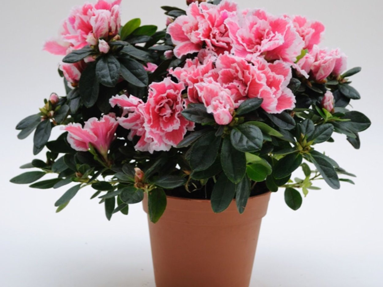 Азалия рододендрон комнатная