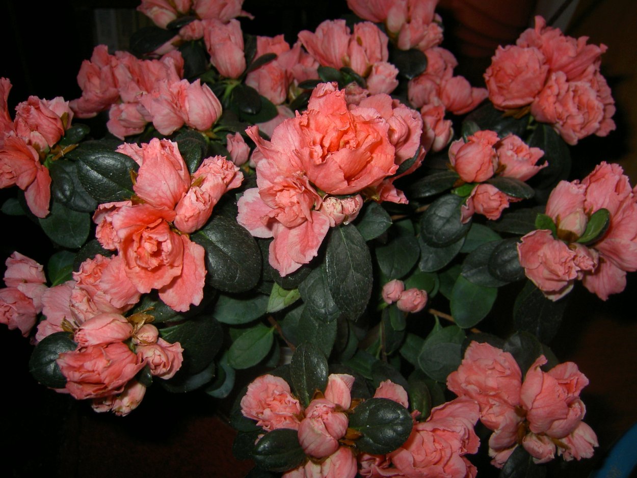 Азалия симси Гельмут