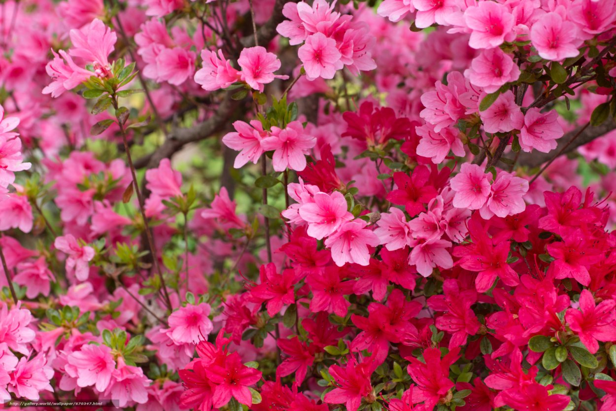 Шпалерная Азалия