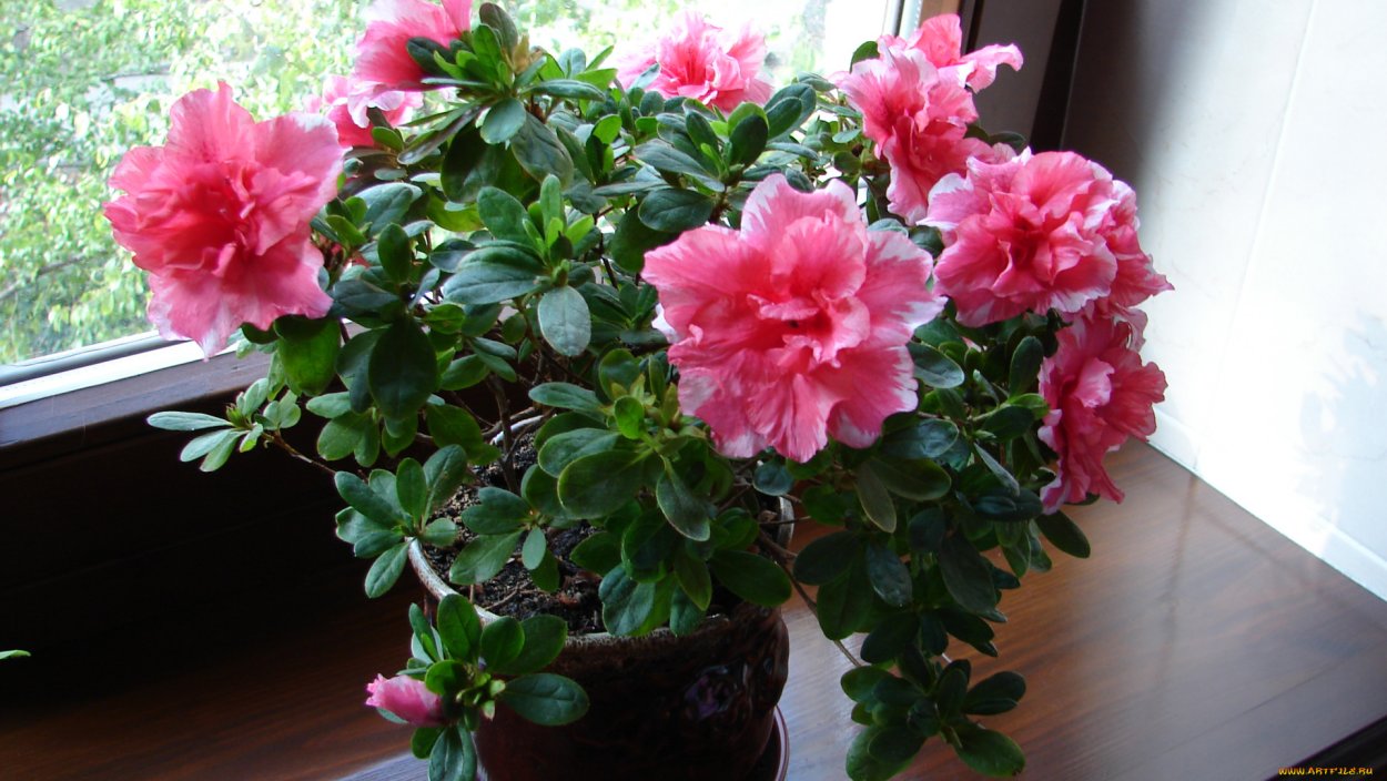 Азалия рододендрон комнатная