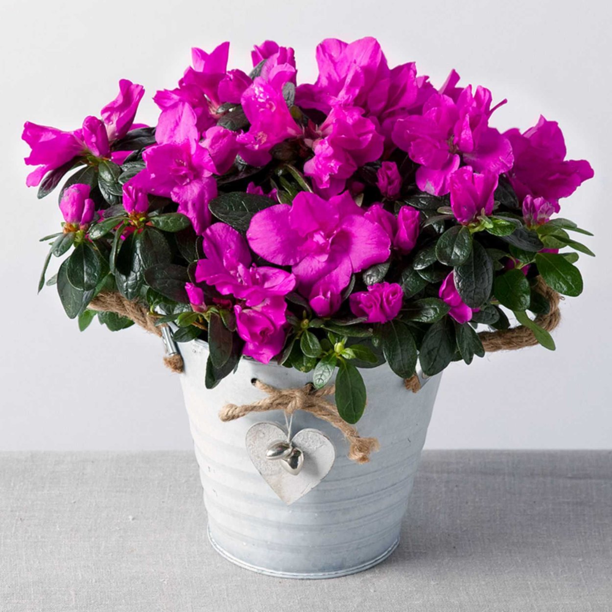 Азалия цветок