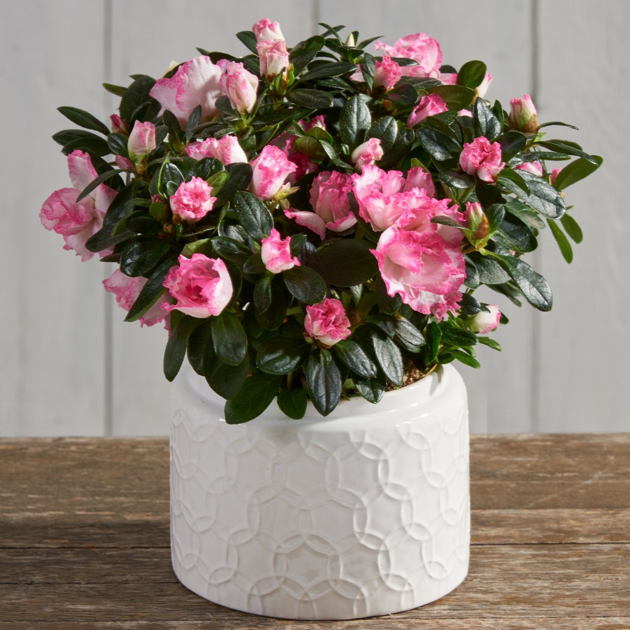 Азалия горшечная