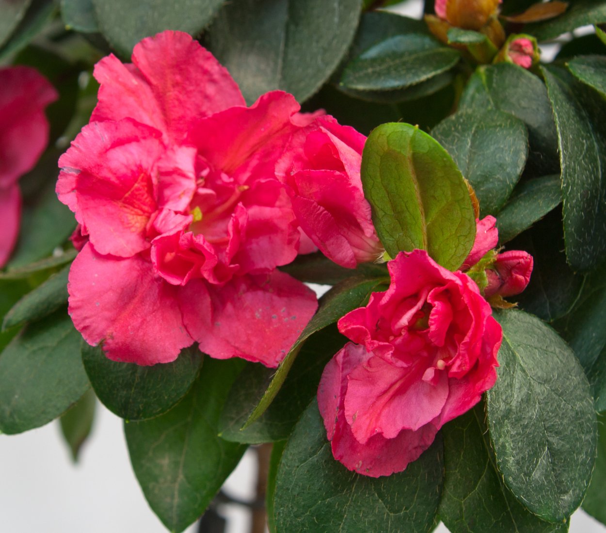 Азалия Лунтера