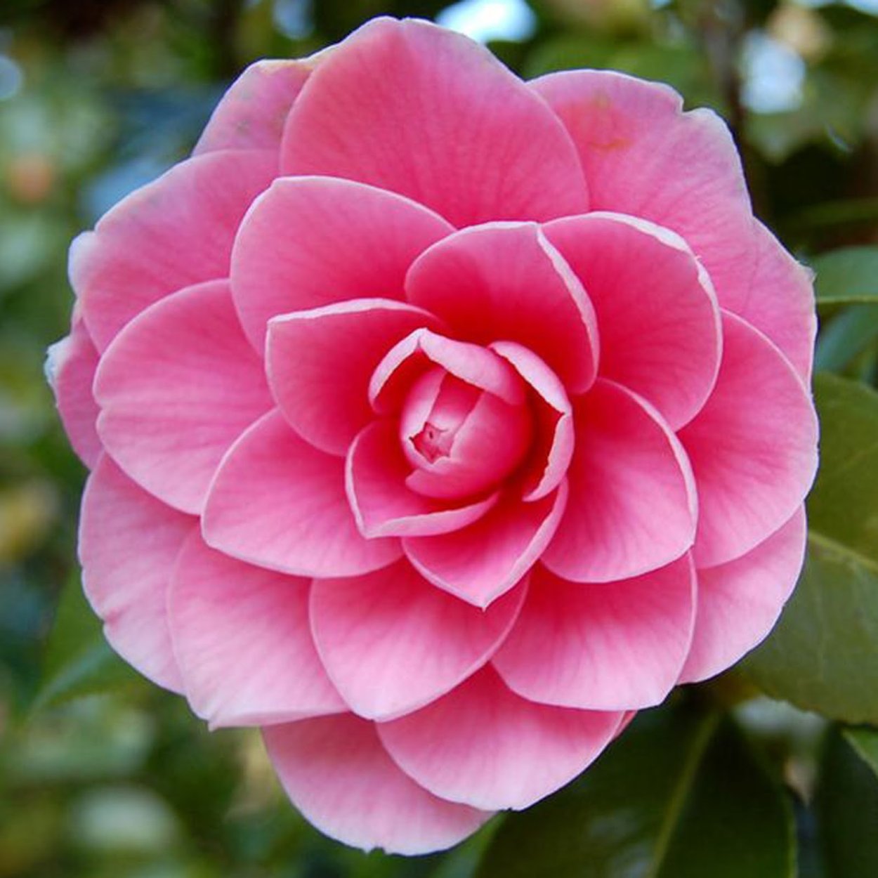 Камелия японская нуччос Перл